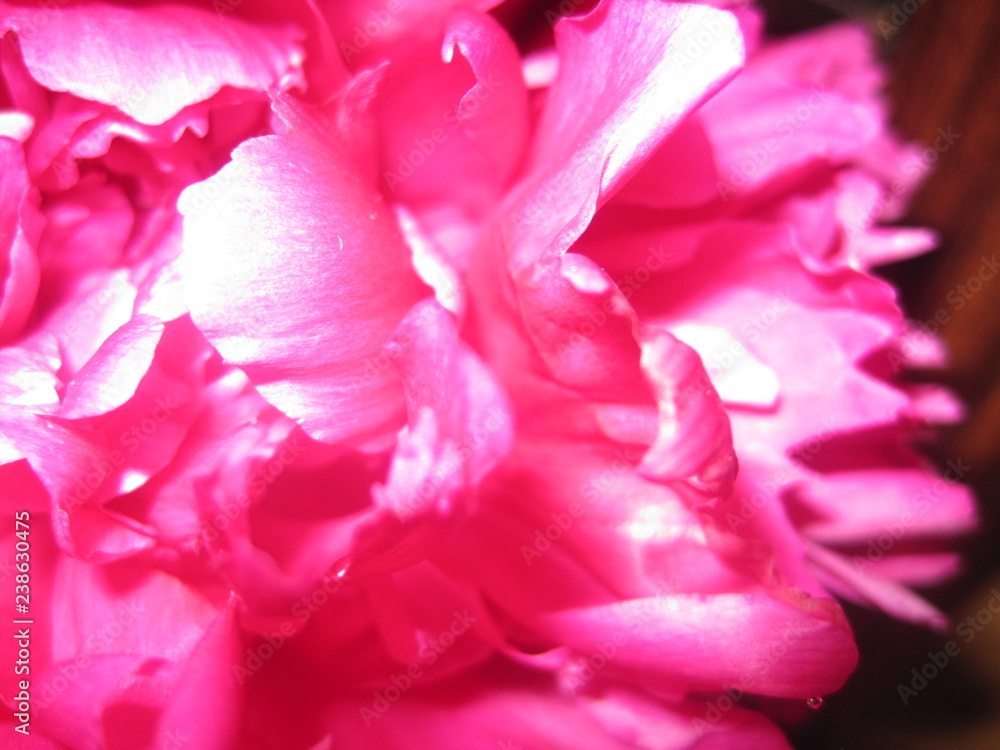 Carnation in Bloom