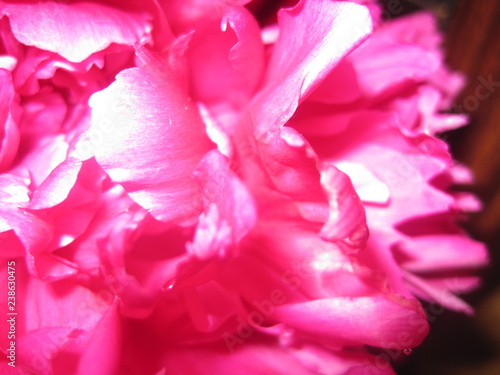 Carnation in Bloom