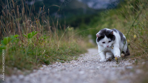 a little cute cat playing with flowers on a little way in nature. background and foreground out of focus / blurry.