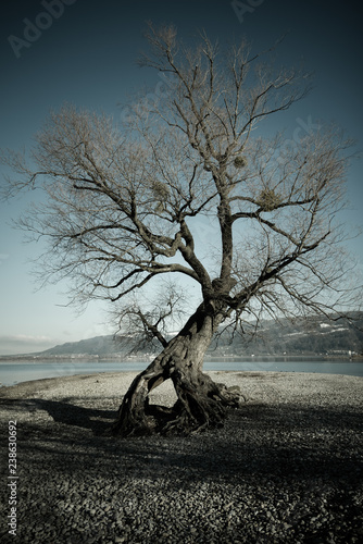 Wallpaper Mural Baum der Jahreszeit Torontodigital.ca