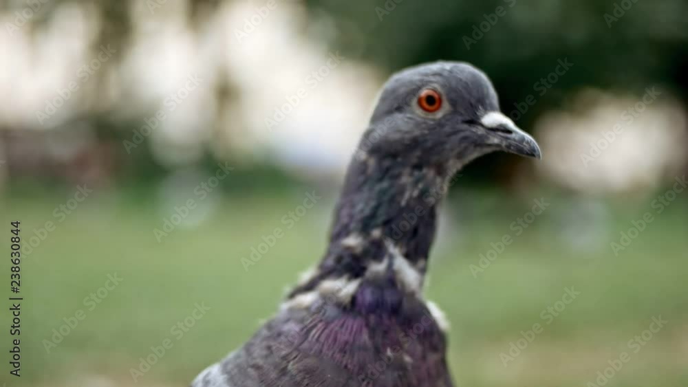Macro of pigeon head looking at camera Macro of pigeon head looking at camera