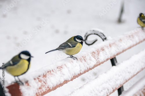 Tit sitting on bench in cold weather