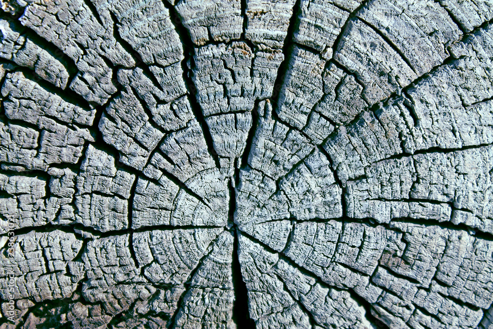 The old wood texture with natural patterns. Cross-section of the old tree The old wood texture with natural patterns. Cross-section of the old tree