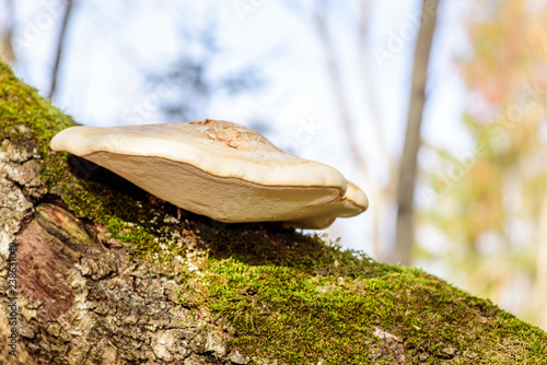 Wallpaper Mural Baum Pilz Torontodigital.ca