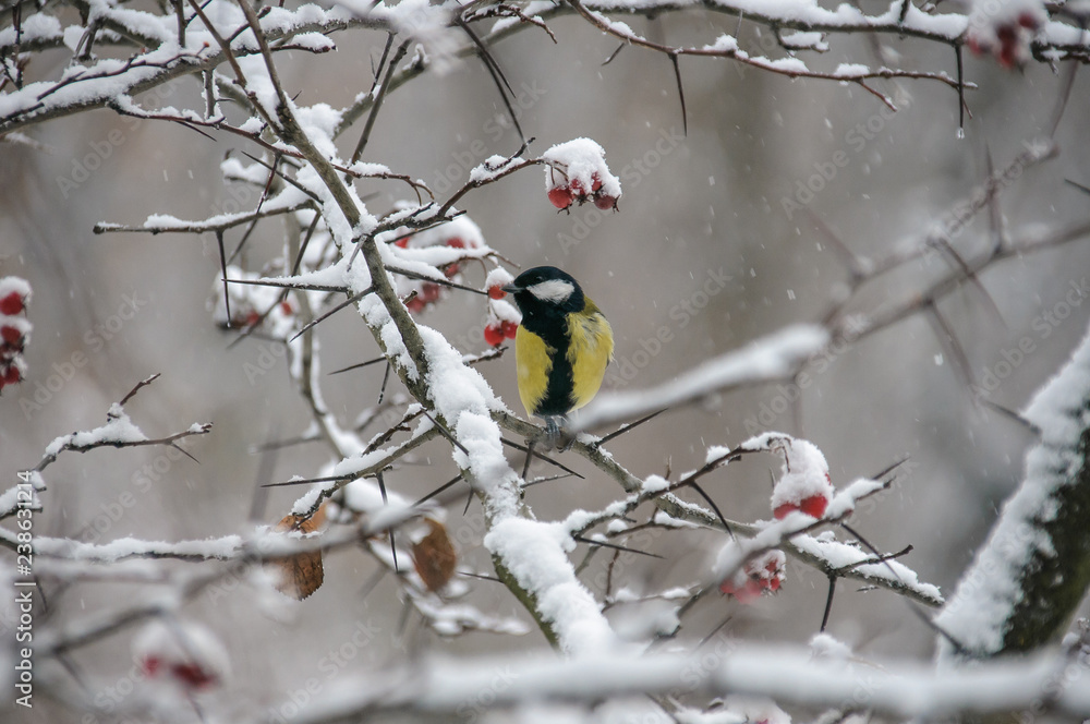 Tit sitting on a branch of viburnum covered with snow Tit sitting on a branch of viburnum covered with snow