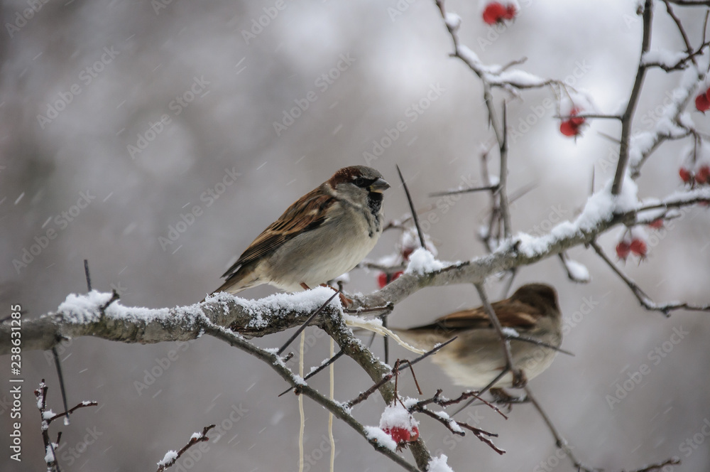 Sparrow sitting on a branch of viburnum covered with snow Sparrow sitting on a branch of viburnum covered with snow