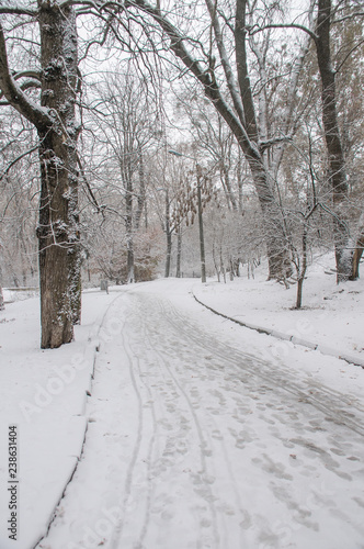 Snow-Covered Trees In Winter Park - Kiev, Ukraine © tsirika