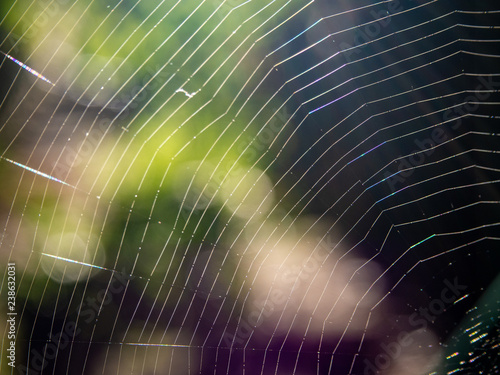 spider web details