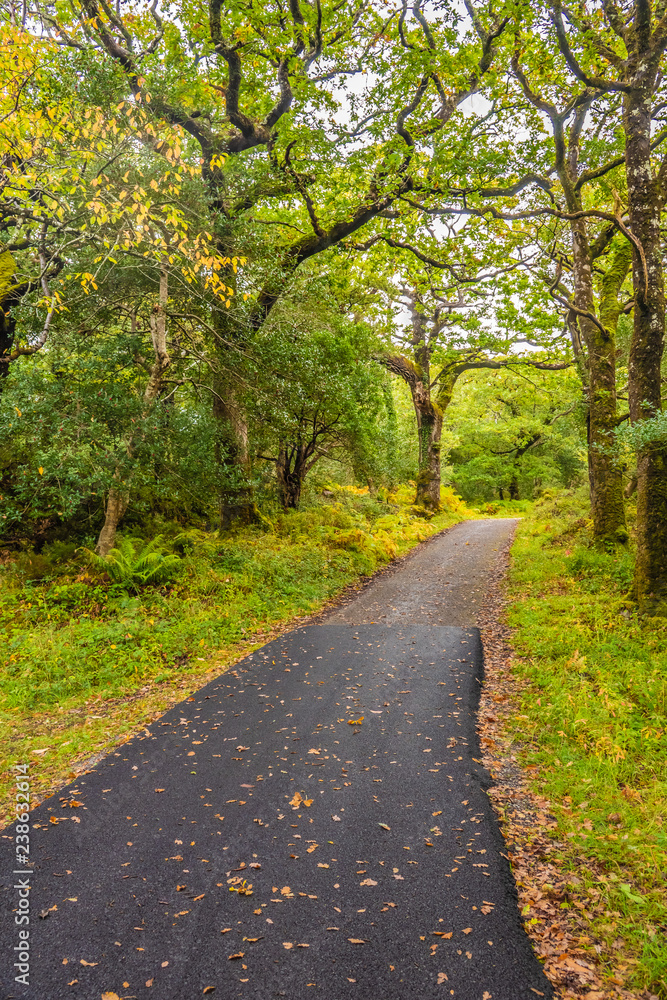 Fototapeta premium Backroads of Killarney National Park, County Kerry, Ireland.