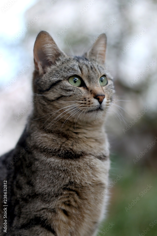 Brown tabby at sitting in the garden. Selective focus.