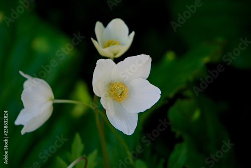 White forest anemones.