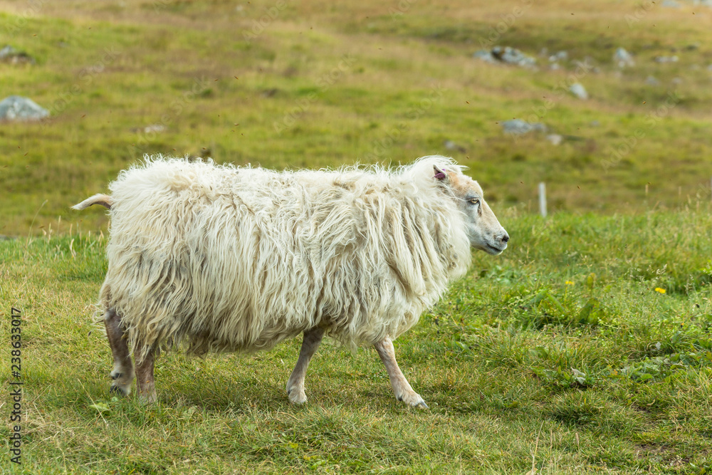 Obraz premium Icelandic sheeps on green grass, Raudisandur beach, Iceland