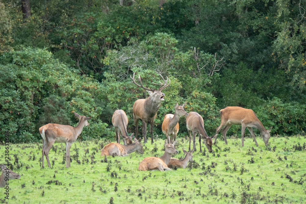 Fototapeta premium Red deer sighting during the annual fall rut, including stag battles and the ever present ghost like sounds of the rut around the Lakes of Killarney, Killarney National Park, County Kerry, Ireland.