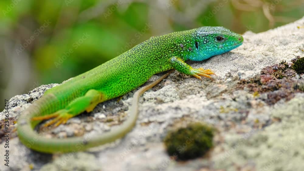 Green and blue lizard lies on stone rock and runs away. Wild nature and animal wildlife in natural environment. Reptile iguana on mountain surface. Green and blue lizard lies on stone rock and runs away. Wild nature and animal wildlife in natural environment. Reptile iguana on mountain surface.