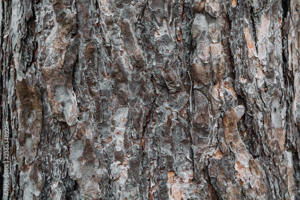 Texture of the bark of a tree on the whole frame. Horizontal frame with background Texture of the bark of a tree on the whole frame. Horizontal frame with background