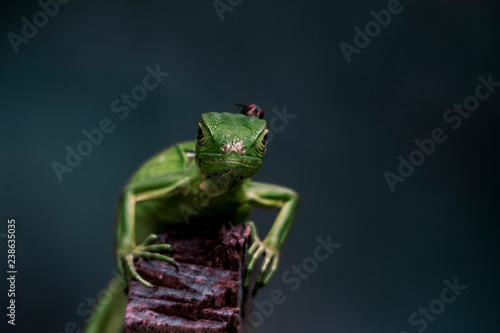 Green Iguana 