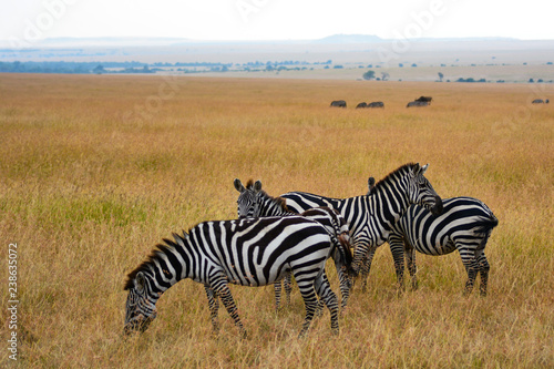 Zebras savannah background in Kenya