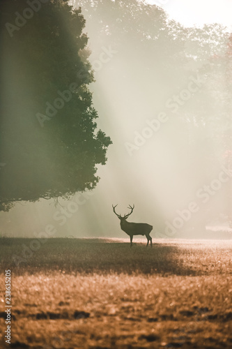 Red deer portrait facing camera under a giant oak in the autumn with orange light rays shining around it