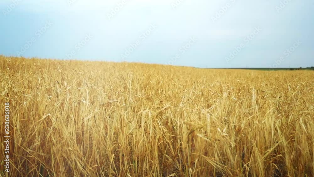 Wheat field at dawn. The wind swings the spikelets in different directions. The camera swivels from left to right. Wheat field at dawn. The wind swings the spikelets in different directions. The camera swivels from left to right.