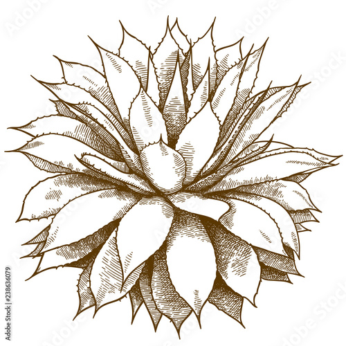 engraving illustration of agave bush