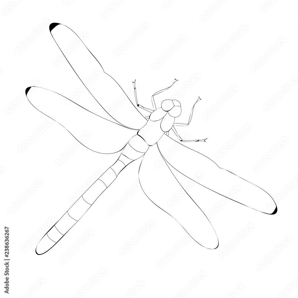 isolated, dragonfly, insect, sketch, contour isolated, dragonfly, insect, sketch, contour