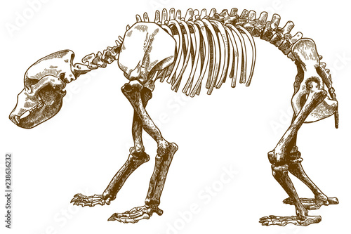 engraving illustration of bear skeleton