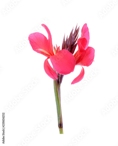 Canna lilly pink isolated on white background