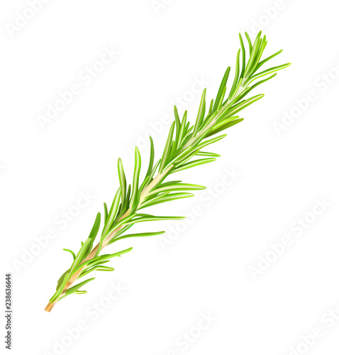 Realistic rosemary branch. Vector illustration isolated on white background. Can be used for your food design. EPS10.