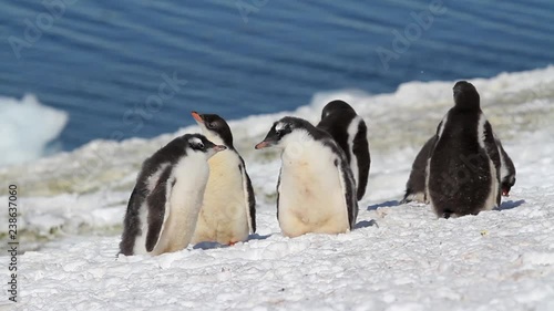 Gentoo Penguins on the shore Gentoo penguins on the beach of Antarctica