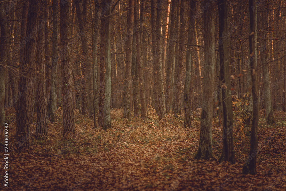 Autumn forest - Niepolomice Forest Autumn forest - Niepolomice Forest