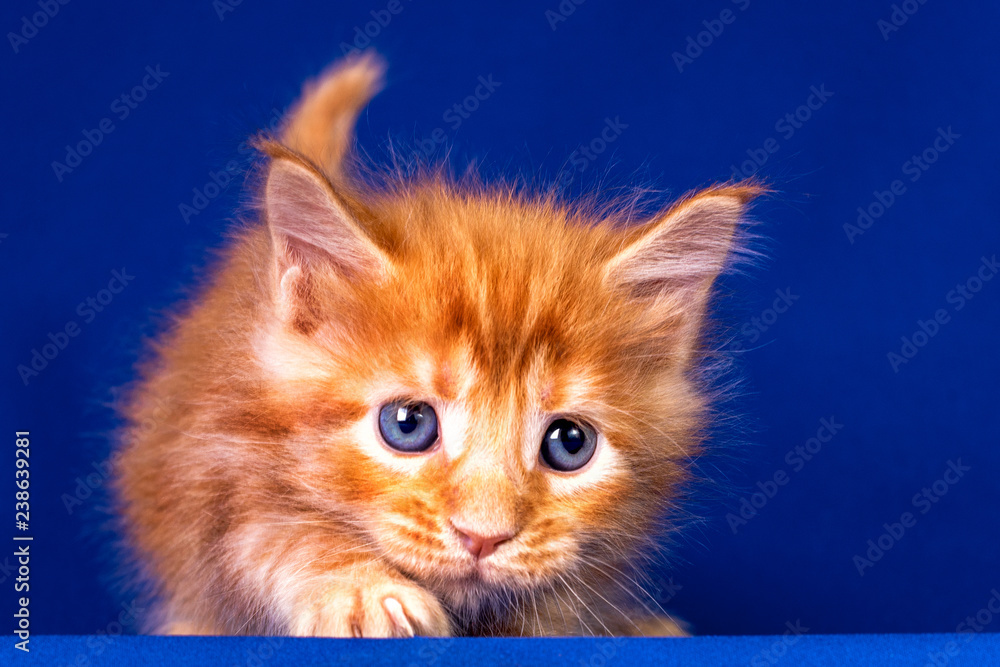 Lovely red and white maine coon kitten on blue background. Lovely red and white maine coon kitten on blue background.
