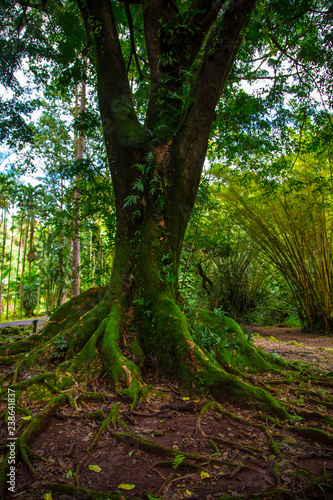 Trees on the Road to Hana Maui © Laszlo