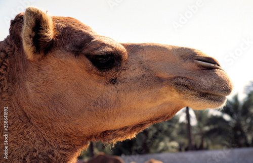 kamel,kopf,dubai