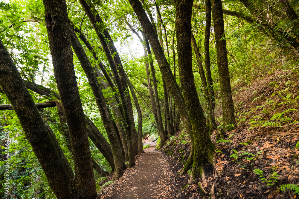 Villa Montalvo Hiking Trails Evening View Of Hiking Trail In Villa Montalvo County Park, Saratoga, San  Francisco Bay Area, California Stock Photo | Adobe Stock