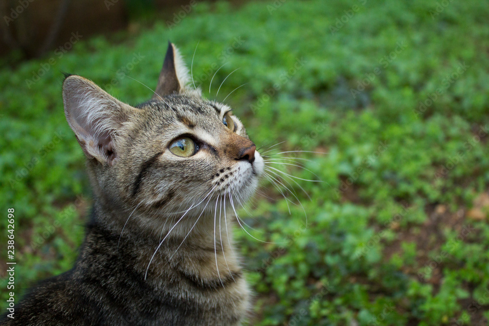 Tabby cat looking curious.	