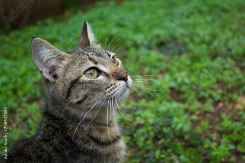 Tabby cat looking curious. 