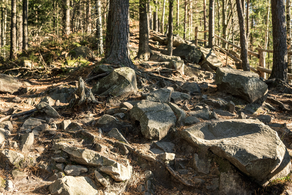 forest landscape with stones on the whole frame forest landscape with stones on the whole frame