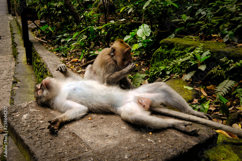 Daily monkey hygiene