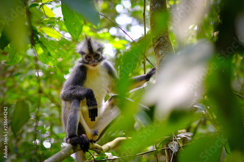Thomas's Leaf monkey