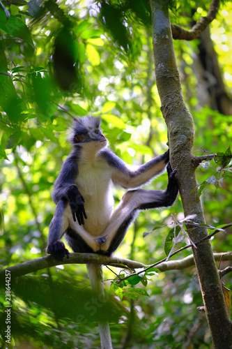 Thomas's Leaf monkey sitting