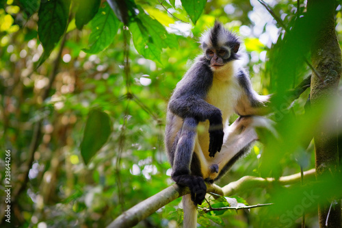 Thomas's Leaf monkey