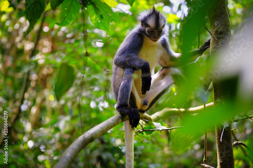 Sad Thomas's Leaf monkey