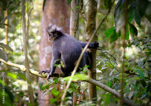 Back of Thomas's Leaf monkey