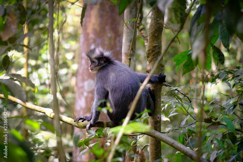 Back of Thomas's Leaf monkey