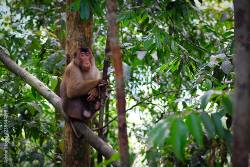 Wild Pig-tailed Macaque