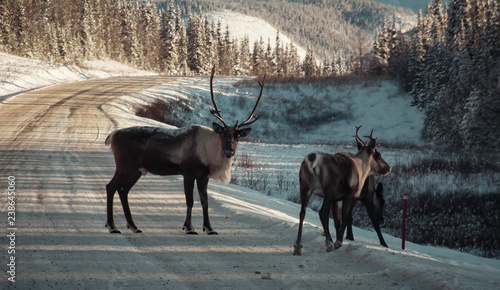 Caribou, reindeer crossing the Alaska Highway in the Yukon photo