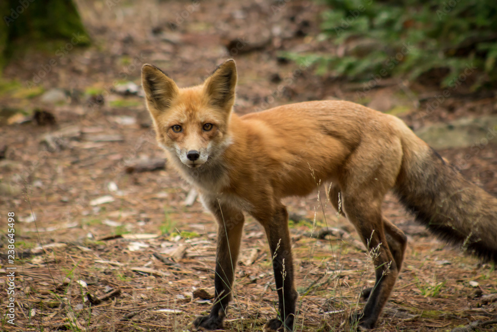Fototapeta premium Fox in the North Woods
