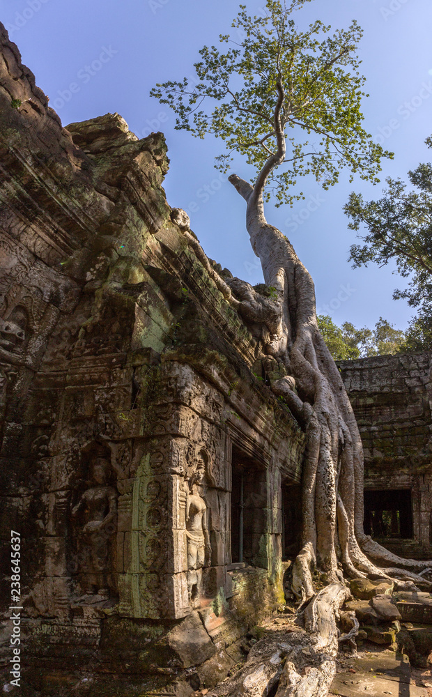 Fototapeta premium Ta Prohm temple at Angkor, built in the Bayon style in the 13th century and originally called Rajavihara, it was founded by the Khmer King Jayavarman. Siem Reap, Cambodia.