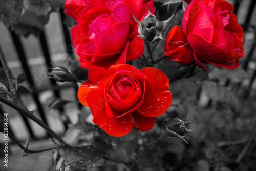 water on rose