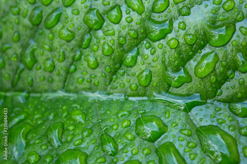 Water drops on a leaf after rain, background.